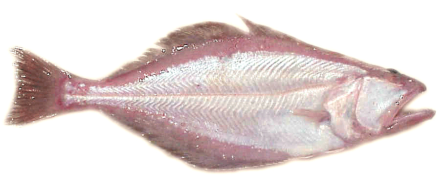 Arrowtooth Flounder